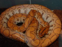 /album/brb-hypo-lockwood/dsc08384-jpg/