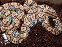 /album/brb-anery/dscn0886-jpg/