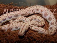 /album/brb-anery/dscn0647-jpg/