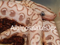 /album/brb-anery/dscn0546-jpg1/