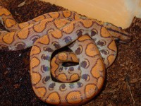 /album/brb-hypo-lockwood/dsc00579-jpg/