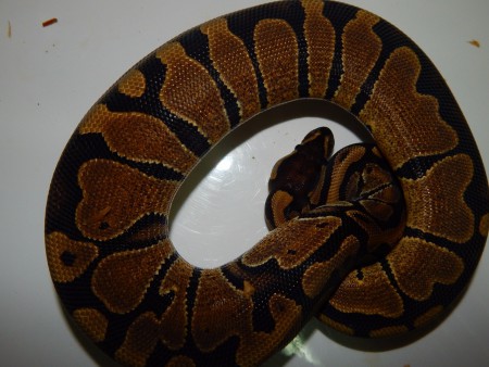 hetero piebald female 1 - 80 eur